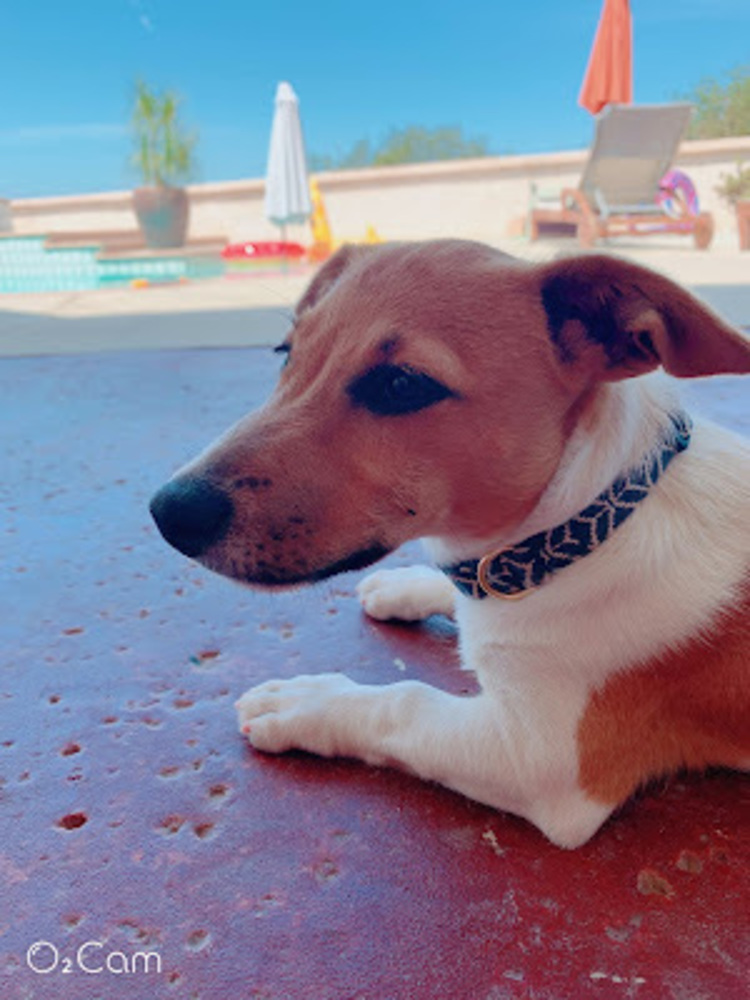 Meet your Posher, Scout